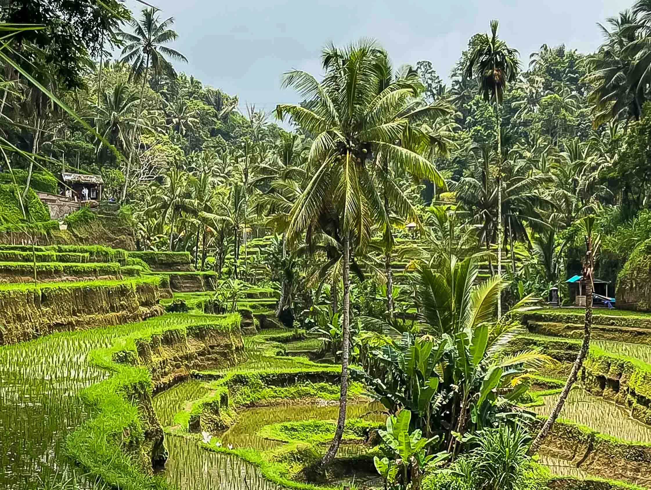 Spirituele reis BALI – 03-19 november 2026